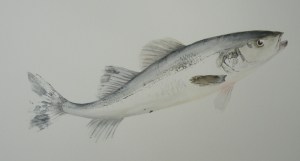 Posson Bar Acrylique