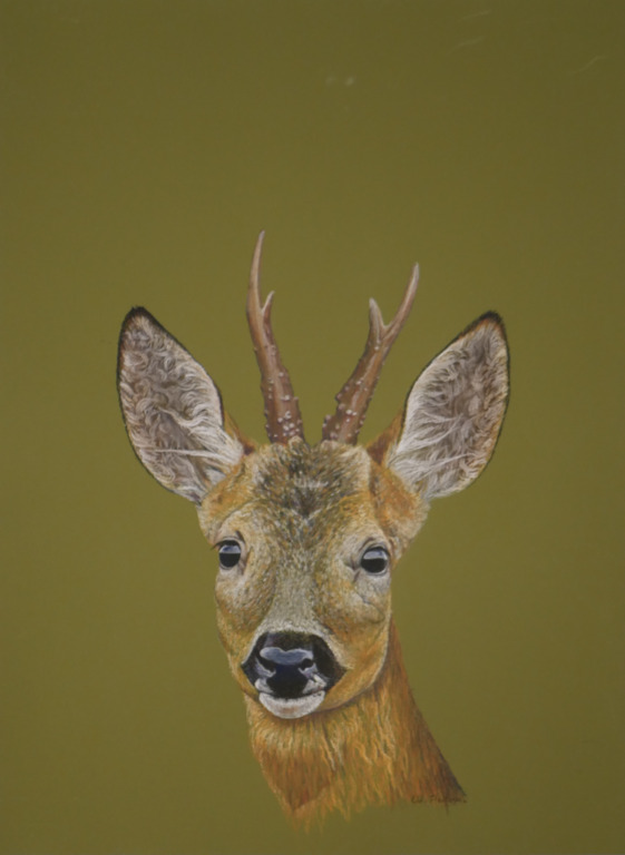 Chevreuil Brocard Pastel