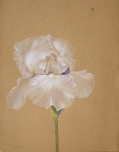 Fleur Iris Acrylique