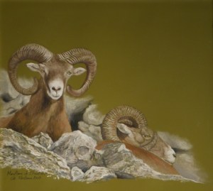 Mouflon Pastel