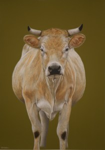 Vache Nantaise Pastel