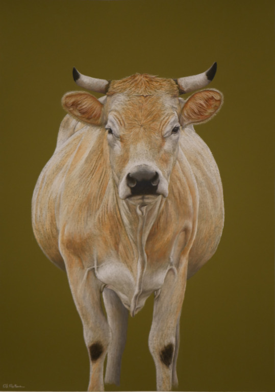 Vache Nantaise Pastel