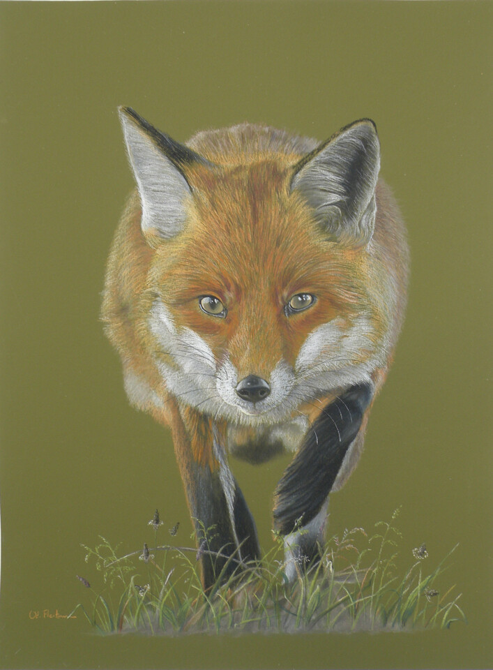 Renard Pastel