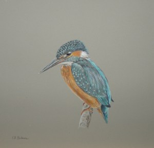 Martin-pêcheur Pastel